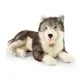 Rappa Λούτρινο Σκυλάκι Husky Ξαπλωτό 60 εκ. Eco-Friendly (241138)