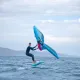 Aztron Falcon Air Foil Φουσκωτή Σανίδα SUP/Wing Foil 7 6" - 228cm AS-205F - Σε 12 Άτοκες Δόσεις - Σανίδες Sup και αξεσουάρ