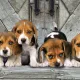 Clementoni Παζλ Panorama High Quality Collection Σκυλάκια Beagles 1000 τμχ