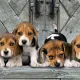 Clementoni Παζλ Panorama High Quality Collection Σκυλάκια Beagles 1000 τμχ - Compact Box