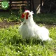 Rappa Λούτρινος Ασπρος Πετεινός 33 εκ. Ορθιος Eco-Friendly (211230)